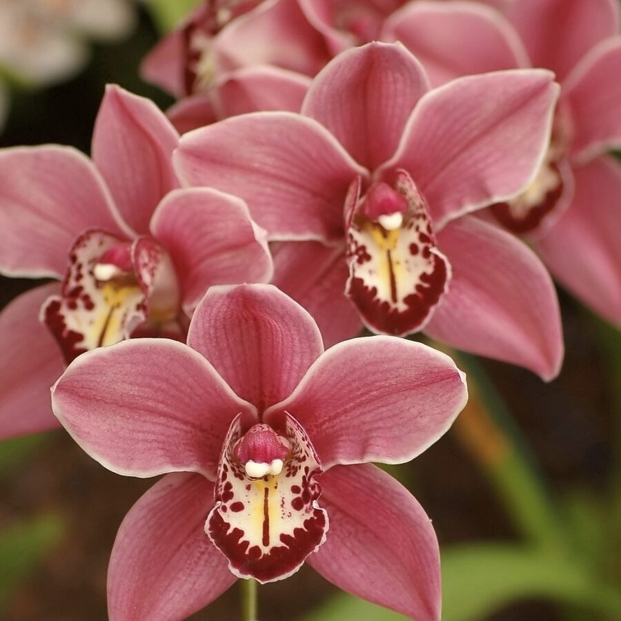 Aromātiskā eļļa ziepēm “Orhidēja”