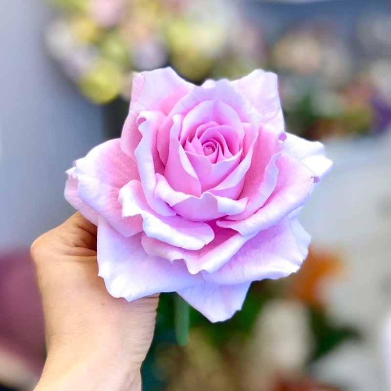 CLAYCRAFT™ by DECO® forma mazajām rožu ziedlapiņām