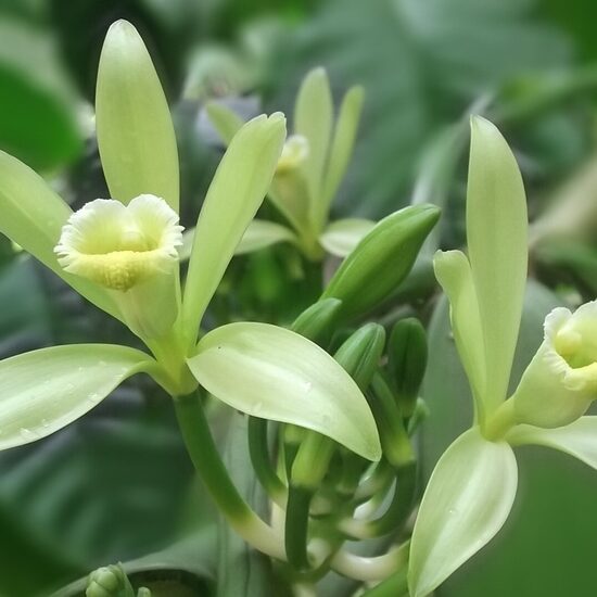 Ароматическое масло для мыла "White Vanilla"