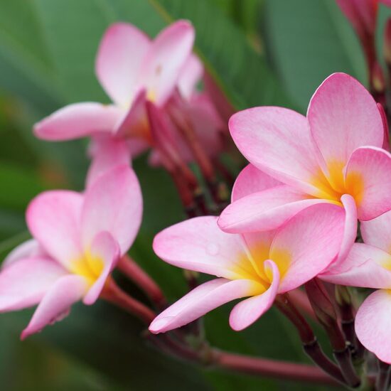 Aromātiskā eļļa ziepēm "Floral"