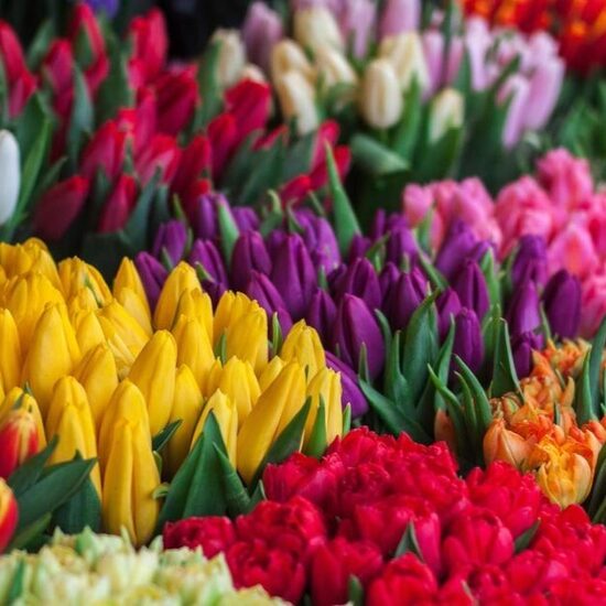 Aromātiskā eļļa ziepēm "Tulpes"