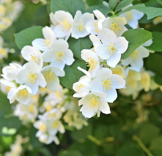 Aromātiskā eļļa “Jasmīns”