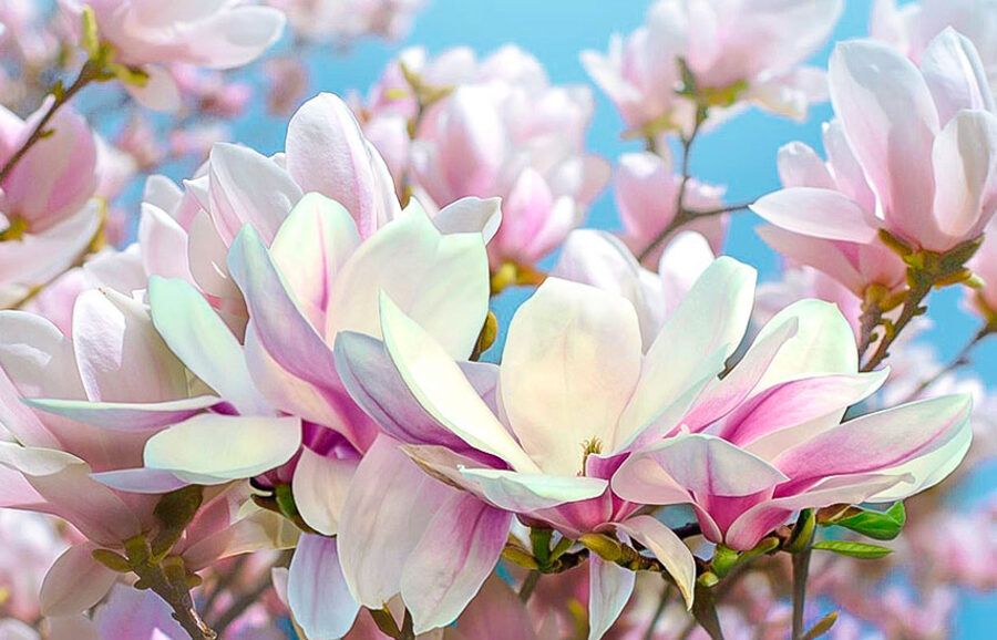 Ароматическое масло "Магнолия"